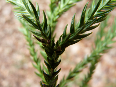 Aiguilles de 2 cm de long de couleur vert clair, disposées en spirale autour du rameau et recourbées vers l'avant de ce dernier. Agrandir dans une nouvelle fenêtre (ou onglet)