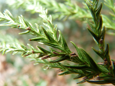 Aiguilles de 2 cm de long de couleur vert clair, disposées en spirale autour du rameau et recourbées vers l'avant de ce dernier. Agrandir dans une nouvelle fenêtre (ou onglet)