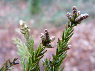 Fleurs présentes à l'extrémité des rameaux. Agrandir dans une nouvelle fenêtre (ou onglet)