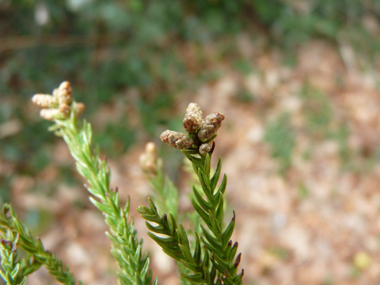 Fleurs présentes à l'extrémité des rameaux. Agrandir dans une nouvelle fenêtre (ou onglet)