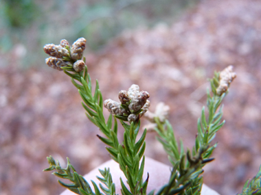 Fleurs présentes à l'extrémité des rameaux. Agrandir dans une nouvelle fenêtre (ou onglet)