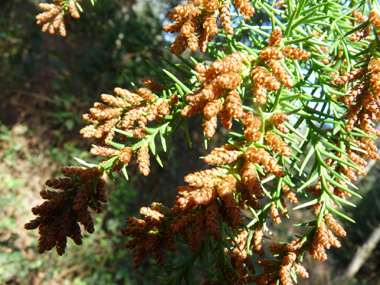 Fleurs présentes à l'extrémité des rameaux. Agrandir dans une nouvelle fenêtre (ou onglet)