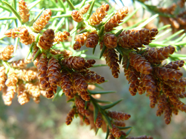 Fleurs présentes à l'extrémité des rameaux. Agrandir dans une nouvelle fenêtre (ou onglet)