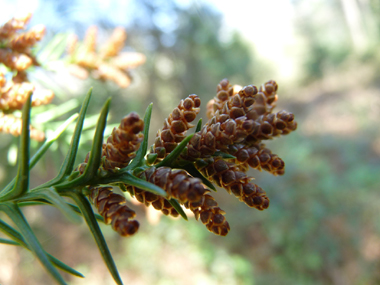 Fleurs présentes à l'extrémité des rameaux. Agrandir dans une nouvelle fenêtre (ou onglet)