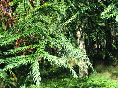 Aiguilles de 2 cm de long de couleur vert clair, disposées en spirale autour du rameau et recourbées vers l'avant de ce dernier. Agrandir dans une nouvelle fenêtre (ou onglet)