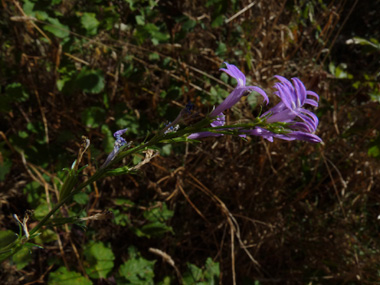 Nombreuses fleurs bleues-violettes de 1,5 centimètre de longueur. Agrandir dans une nouvelle fenêtre (ou onglet)