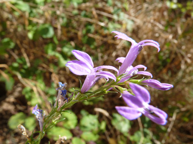 Nombreuses fleurs bleues-violettes de 1,5 centimètre de longueur. Agrandir dans une nouvelle fenêtre (ou onglet)