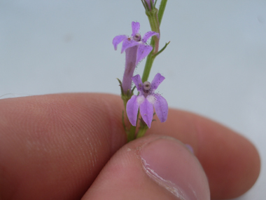 Nombreuses fleurs bleues-violettes de 1,5 centimètre de longueur. Agrandir dans une nouvelle fenêtre (ou onglet)