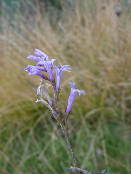 Nombreuses fleurs bleues-violettes de 1,5 centimètre de longueur. Agrandir dans une nouvelle fenêtre (ou onglet)