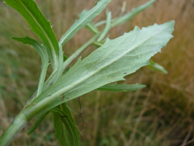 Verso de la feuille. Agrandir dans une nouvelle fenêtre (ou onglet)