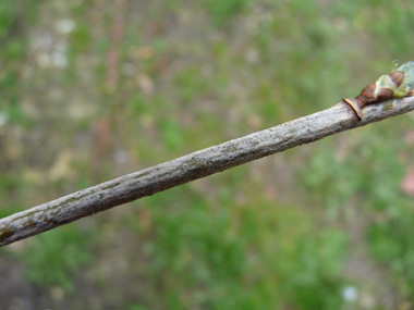 Agrandir dans une nouvelle fenêtre (ou onglet)