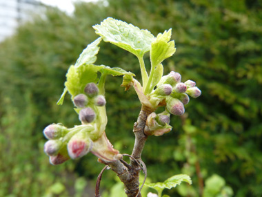 Fleurs vert rougeâtres en forme de clochette, l'inflorescence formant des grappes pendantes partant de la naissance des feuilles. Agrandir dans une nouvelle fenêtre (ou onglet)