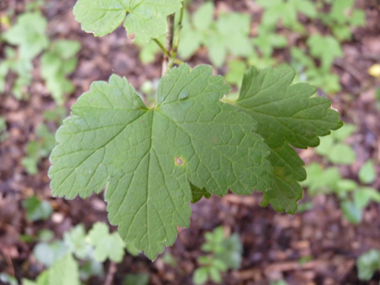 Feuilles alternes dotées de 3 ou 5 lobes triangulaires dentés, leur face inférieure étant poilue, des glandes jaunâtres y étant présentes. Agrandir dans une nouvelle fenêtre (ou onglet)