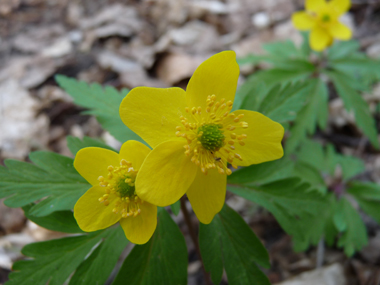 Fleur jaune le plus souvent unique ou alors par 2 ou 3, chacune comportant de 5 à 8 tépales. Agrandir dans une nouvelle fenêtre (ou onglet)