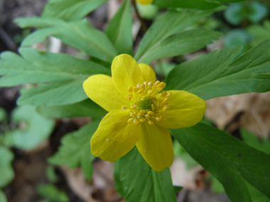 Fleur jaune le plus souvent unique ou alors par 2 ou 3, chacune comportant de 5 à 8 tépales. Agrandir dans une nouvelle fenêtre (ou onglet)