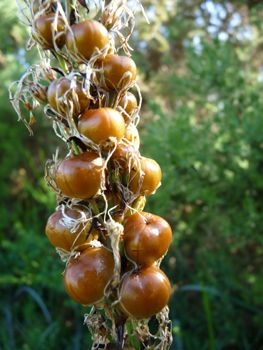 Fruits en forme de capsules subsphériques, atteignant 12-13 mm, quasiment de la même taille que le pédicelle droit, couleur brun fauve luisant avant maturité. Agrandir dans une nouvelle fenêtre (ou onglet)