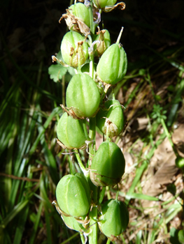 Fruits formant des capsules ovoïdes de plus d'un centimètre. Agrandir dans une nouvelle fenêtre (ou onglet)