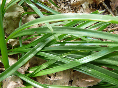 Longues feuilles généralement nombreuses, d'abord dressées puis étalées ou retombantes. Assez larges (15-20 mm), leur longueur atteint rarement celle de la tige. Agrandir dans une nouvelle fenêtre (ou onglet)