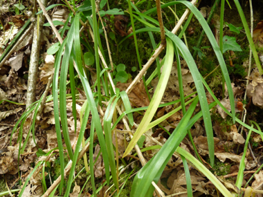 Longues feuilles généralement nombreuses, d'abord dressées puis étalées ou retombantes. Assez larges (15-20 mm), leur longueur atteint rarement celle de la tige. Agrandir dans une nouvelle fenêtre (ou onglet)