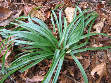 Longues feuilles généralement nombreuses, d'abord dressées puis étalées ou retombantes. Assez larges (15-20 mm), leur longueur atteint rarement celle de la tige. Agrandir dans une nouvelle fenêtre (ou onglet)