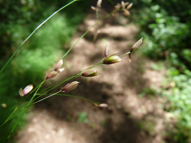 Pédicelles terminés par une seule fleur. Agrandir dans une nouvelle fenêtre (ou onglet)