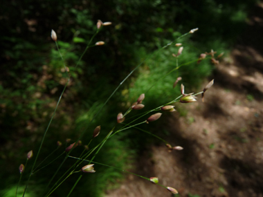 Pédicelles terminés par une seule fleur. Agrandir dans une nouvelle fenêtre (ou onglet)