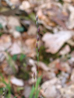 Pédicelles terminés par une seule fleur. Agrandir dans une nouvelle fenêtre (ou onglet)