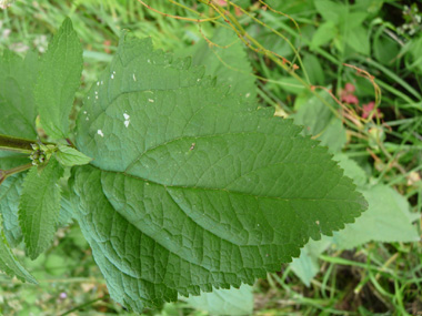 Feuilles opposées décussées aux nervures nettement visibles; de forme lancéolée, elles sont aigues à leur sommet. Agrandir dans une nouvelle fenêtre (ou onglet)