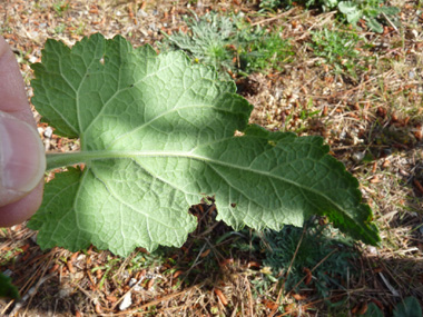 Face inférieure de la feuille. Agrandir dans une nouvelle fenêtre (ou onglet)