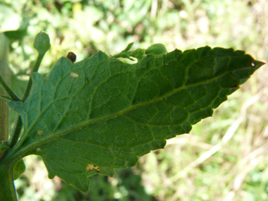 Face inférieure de la feuille. Agrandir dans une nouvelle fenêtre (ou onglet)