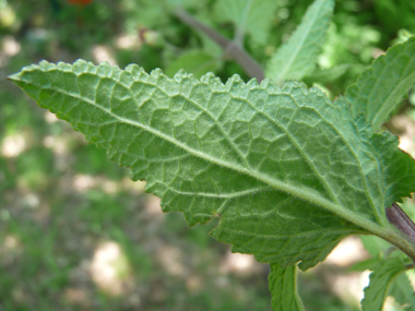 Face inférieure de la feuille. Agrandir dans une nouvelle fenêtre (ou onglet)