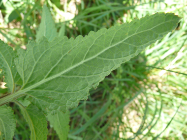 Face inférieure de la feuille. Agrandir dans une nouvelle fenêtre (ou onglet)