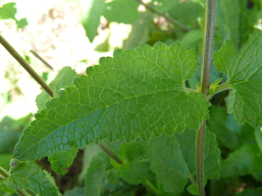 Feuilles opposées décussées aux nervures nettement visibles; de forme lancéolée, elles sont aigues à leur sommet. Agrandir dans une nouvelle fenêtre (ou onglet)