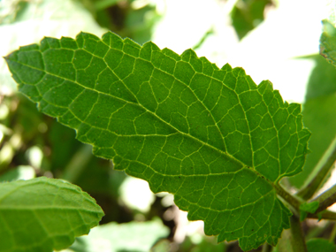 Feuilles opposées décussées aux nervures nettement visibles; de forme lancéolée, elles sont aigues à leur sommet. Agrandir dans une nouvelle fenêtre (ou onglet)