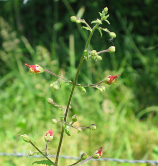 Petites fleurs d'un cm, brun-rougeâtres relativement éparses. Agrandir dans une nouvelle fenêtre (ou onglet)