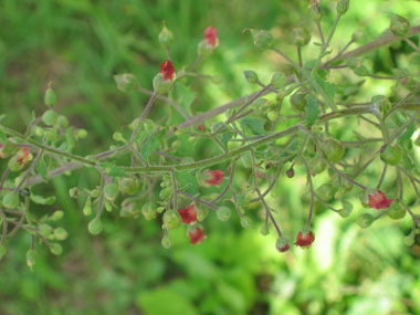 Petites fleurs d'un cm, brun-rougeâtres relativement éparses. Agrandir dans une nouvelle fenêtre (ou onglet)