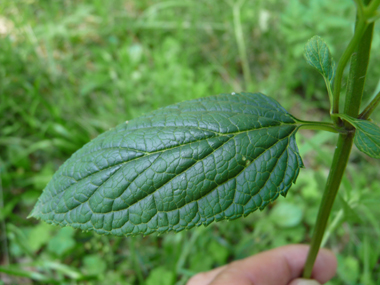 Feuilles opposées décussées aux nervures nettement visibles; de forme lancéolée, elles sont aigues à leur sommet. Agrandir dans une nouvelle fenêtre (ou onglet)