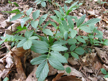 Feuilles composées, pennées opposées et comprenant de 13 à 25 segments et pour lesquels le segment terminal est de même taille et même forme que les autres. Agrandir dans une nouvelle fenêtre (ou onglet)