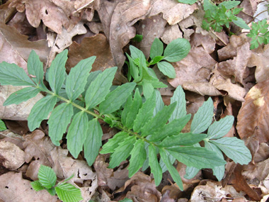 Feuilles composées, pennées opposées et comprenant de 13 à 25 segments et pour lesquels le segment terminal est de même taille et même forme que les autres. Agrandir dans une nouvelle fenêtre (ou onglet)