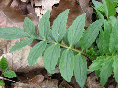 Feuilles composées, pennées opposées et comprenant de 13 à 25 segments et pour lesquels le segment terminal est de même taille et même forme que les autres. Agrandir dans une nouvelle fenêtre (ou onglet)