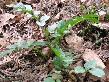 Feuilles composées, pennées opposées et comprenant de 13 à 25 segments et pour lesquels le segment terminal est de même taille et même forme que les autres. Agrandir dans une nouvelle fenêtre (ou onglet)