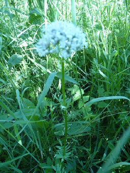 Fleurs groupées en corymbe rosées ou rougeâtres voire exceptionnellement blanches. Agrandir dans une nouvelle fenêtre (ou onglet)