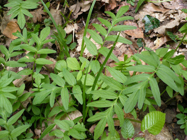 Feuilles composées, pennées opposées et comprenant de 13 à 25 segments et pour lesquels le segment terminal est de même taille et même forme que les autres. Agrandir dans une nouvelle fenêtre (ou onglet)