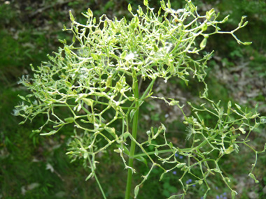 Fleurs groupées en corymbe rosées ou rougeâtres voire exceptionnellement blanches. Agrandir dans une nouvelle fenêtre (ou onglet)