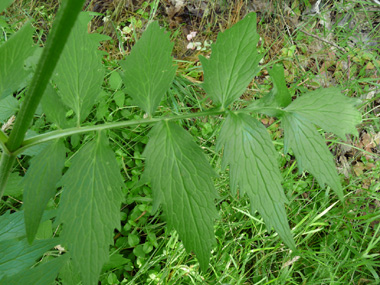 Feuilles composées, pennées opposées et comprenant de 13 à 25 segments et pour lesquels le segment terminal est de même taille et même forme que les autres. Agrandir dans une nouvelle fenêtre (ou onglet)