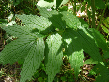 Feuilles composées, pennées opposées et comprenant de 13 à 25 segments et pour lesquels le segment terminal est de même taille et même forme que les autres. Agrandir dans une nouvelle fenêtre (ou onglet)