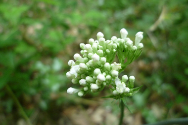 Fleurs groupées en corymbe rosées ou rougeâtres voire exceptionnellement blanches. Agrandir dans une nouvelle fenêtre (ou onglet)