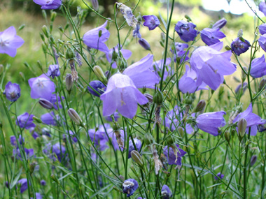 Fleurs bleues en forme de clochette. Agrandir dans une nouvelle fenêtre (ou onglet)