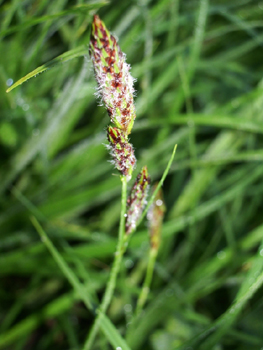 Fleurs mâles jaunâtres et pubescentes formant un épi situé à l'extrémité de la tige. Agrandir dans une nouvelle fenêtre (ou onglet)