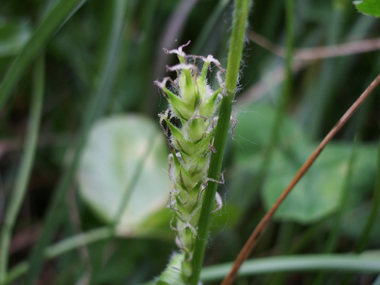 Fleurs femelles généralement formant un épi cylindrique de 1-5 cm de long dressé et pédonculé. Agrandir dans une nouvelle fenêtre (ou onglet)